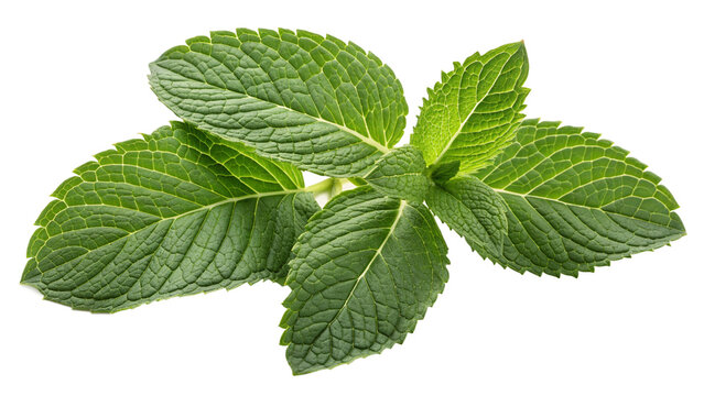 Fresh mint leaf or melissa leaves isolated on transparent background with full depth ideal for organic herbal design, food illustration, natural culinary concept and eco product packaging