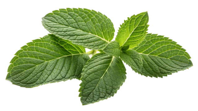 Fresh mint leaf or melissa leaves isolated on transparent background with full depth ideal for organic herbal design, food illustration, natural culinary concept and eco product packaging - Powered by Adobe