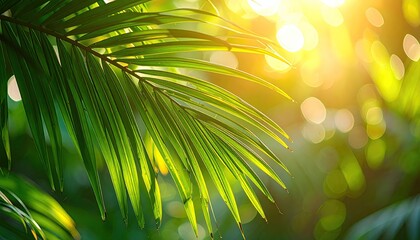Obraz premium Close-up Macro View of Vibrant Green Palm Frond Illuminated by Golden Sunlight with Soft Bokeh Background