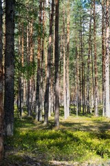 Fototapeta premium Explore the serene beauty of a sunlit Scandinavian forest. This image showcases tall pine trees, vibrant green plants, and gentle sunlight, ideal for nature or travel-themed projects.