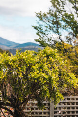weeping callistemon bottlebrush tree with tasmanian mountains in background
