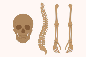 Human skeleton parts illustration including skull, spine, pelvis, arms, and legs