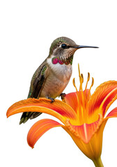 Fototapeta premium Rufous hummingbird perched on orange lily flower, bird photography, wildlife, nature, garden, floral, isolated on transparent background