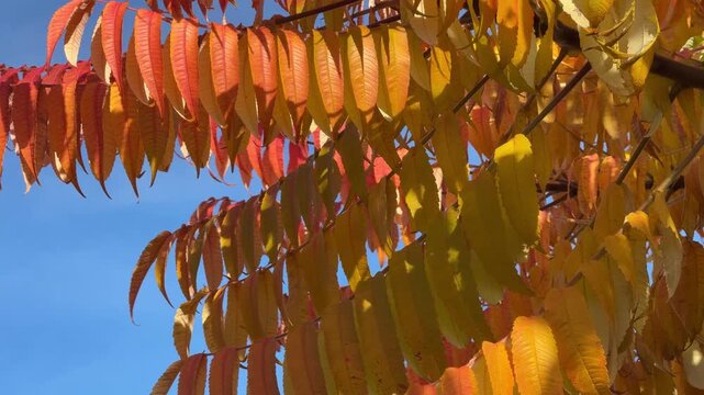 Autumn sumac colorful leaves on blue sky.