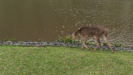 A deer Rusa  Cervus timorensis  walks on a green lawn by the pond shore. The head is lowered to the grass. Side view. Mauritius. La Vallée Des Couleurs Nature Park