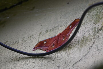 Antheraea yamamai moth. Its Common names  Japanese silk moths and Japanese oak silkmoth. This ...