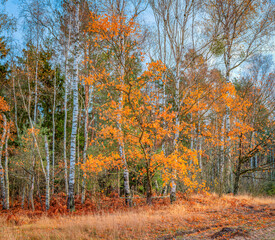 autumn forest among fields