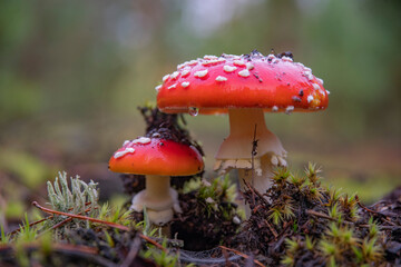 autumn forest among fields