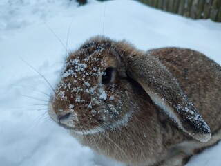 A beautiful, cute, pretty, fluffy face with big, black eyes and drooping ears, the face of an animal, a rabbit or a hare, covered in white snowflakes, against a background of snow, on a winter, cold