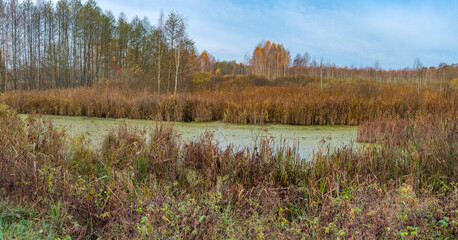 autumn swamp in the forest