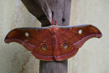 Antheraea yamamai moth. Its Common names  Japanese silk moths and Japanese oak silkmoth. This ...