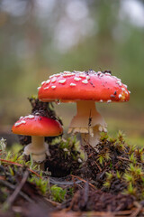 autumn forest among fields