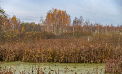 autumn swamp in the forest