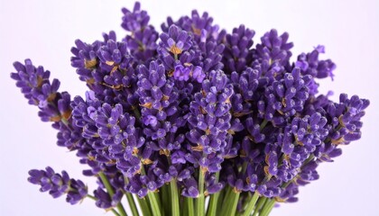 Fototapeta premium Purple flower bunch