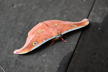 Antheraea yamamai moth. Its Common names  Japanese silk moths and Japanese oak silkmoth. This  is a moth of the family Saturniidae. It is endemic to east Asia.