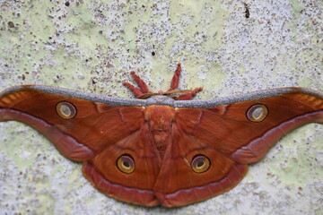 Antheraea yamamai moth. Its Common names  Japanese silk moths and Japanese oak silkmoth. This ...