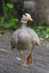 A bar-headed goose stands on a gravel path, its distinctive white head with black bars and an orange beak clearly visible. Its pale gray body and orange webbed feet are highlighted against the dappled