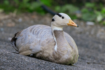 A bar-headed goose stands on a gravel path, its distinctive white head with black bars and an orange beak clearly visible. Its pale gray body and orange webbed feet are highlighted against the dappled