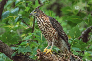 A crested goshawk, a medium-sized raptor, perched on a tree branch amidst lush green foliage. The goshawk has distinctive dark brown feathers with lighter bars and a prominent crest on its head.