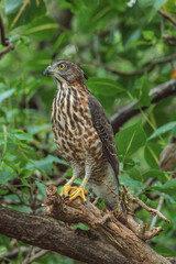 A crested goshawk, a medium-sized raptor, perched on a tree branch amidst lush green foliage. The goshawk has distinctive dark brown feathers with lighter bars and a prominent crest on its head.