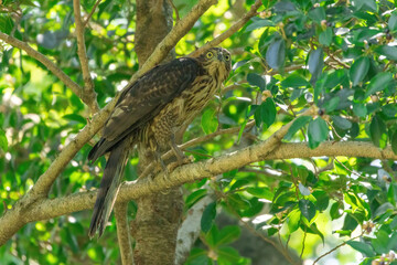 A crested goshawk, a medium-sized raptor, perched on a tree branch amidst lush green foliage. The goshawk has distinctive dark brown feathers with lighter bars and a prominent crest on its head.