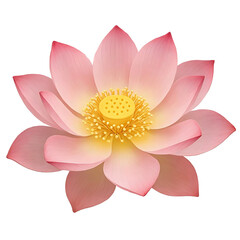 lotus flower fully bloomed on transparent background