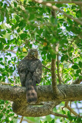 A crested goshawk, a medium-sized raptor, perched on a tree branch amidst lush green foliage. The goshawk has distinctive dark brown feathers with lighter bars and a prominent crest on its head.