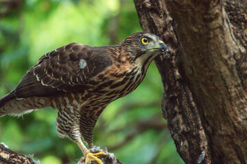 A crested goshawk stands on a branch, its fierce yellow eyes locked forward, gripping its prey with sharp talons under the soft green forest light.