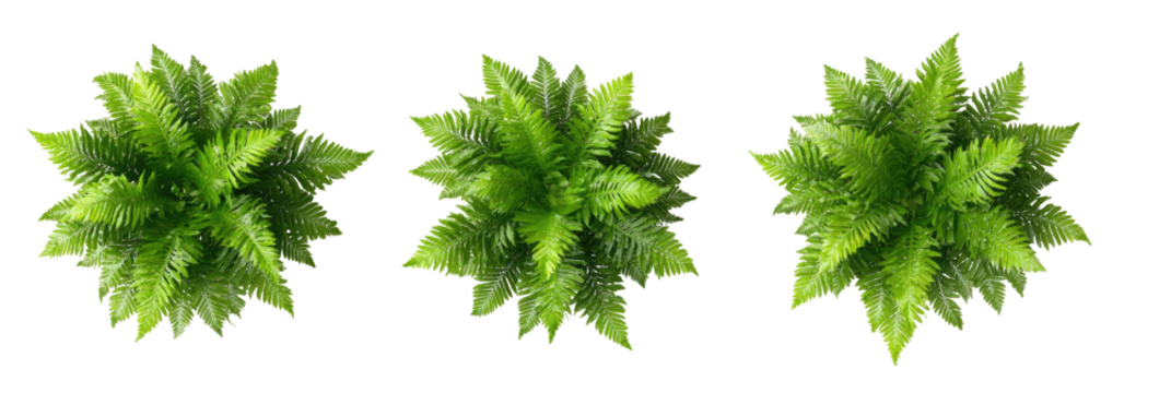 Aerial view of three green leafy plants