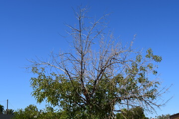 tree against blue sky