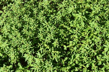 Weeds, Greenery