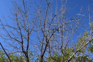 tree branches against blue sky