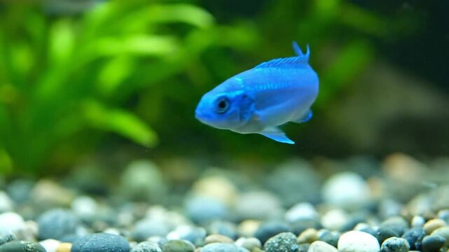 Electric Blue Fish Swimming Freely in an Aquarium with Gravel and Green Plants in Background Shallow Depth of Field Captivating Aquatic Scenery Tranquil Underwater Life Footage