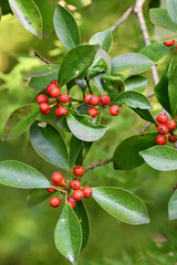 モチノキ（黐の木）　Bird-lime holly