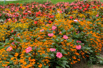 Agriculture, Color Image, Community Garden, Cultivated, Environment