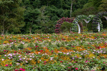 Agriculture, Color Image, Community Garden, Cultivated, Environment