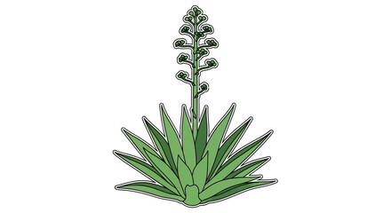 Stylized agave plant illustration with a tall flower stalk against a white backdrop suitable for