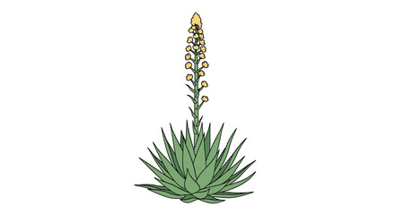 Isolated aloe vera plant illustration with flowering stalk for botanical study