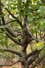 tree in the park 