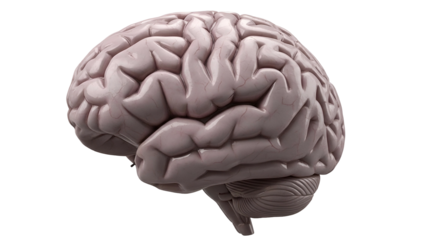 Realistic Human Brain Model on Transparent Background for Medical and Educational Use