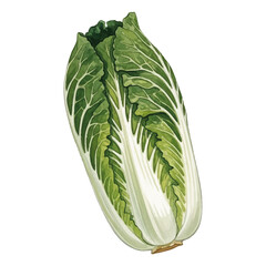Watercolor-style Chinese cabbage illustration／白菜