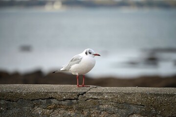 petite mouette rieuse.