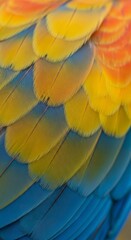 Fototapeta premium Vivid closeup featuring layers of macaw feathers showcasing a blend of bright yellow orange and blue hues with intricate patterns