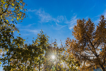 Autumn Sky, Sunlight through Autumn Trees over a Clear Blue Sky during Golden Hour. Nature, changing season.