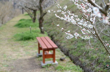 【奈良】月ヶ瀬梅林に咲く梅の花