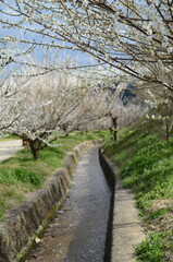 【奈良】月ヶ瀬梅林に咲く梅の花