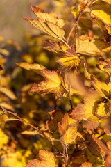 Autumn background. Golden Autumn Leaves Close-Up on Branches with Warm Sunlight and Rich Fall Colors. Nature, seasonal and outdoor lifestyle.