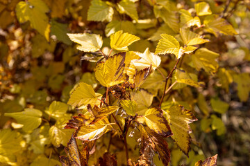 A close-up view of autumn leaves in golden sunlight, showing yellow and brown foliage on a shrub. The warm, seasonal colors evoke calm, nature, and outdoor fall scenery.