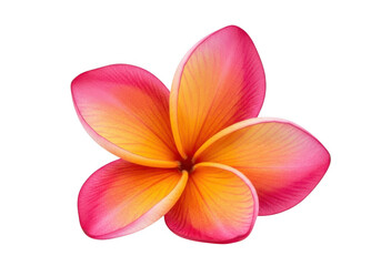 Fototapeta premium Plumeria flower pink orange petals isolated macro isolated on transparent background