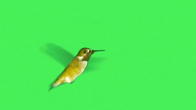 Realistic hummingbird in flight on green background.